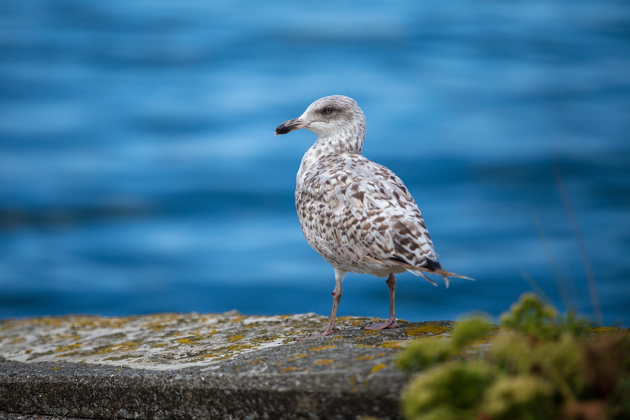 Alien Invasion: How Invasive Species Threaten Biodiversity